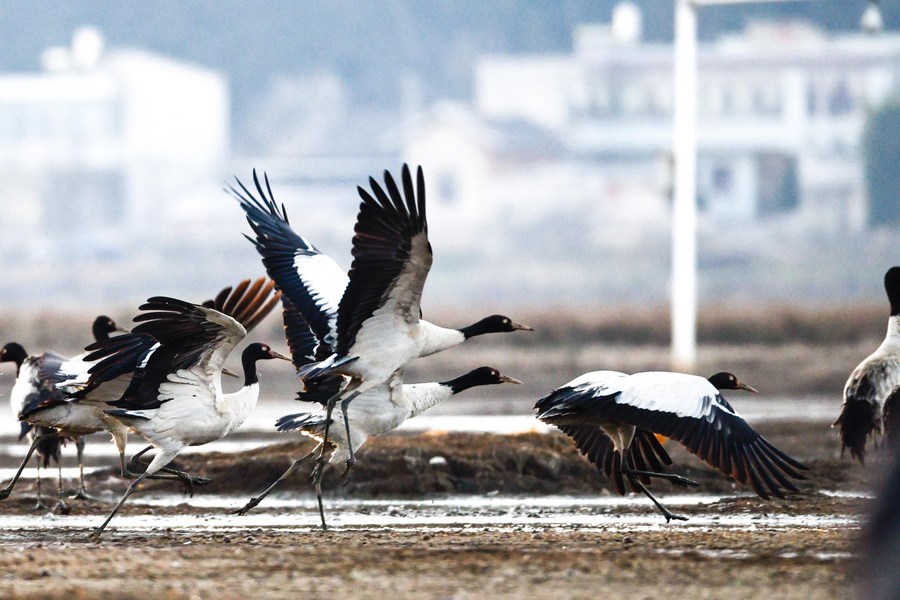 Chine : grues à cou noir au Guizhou