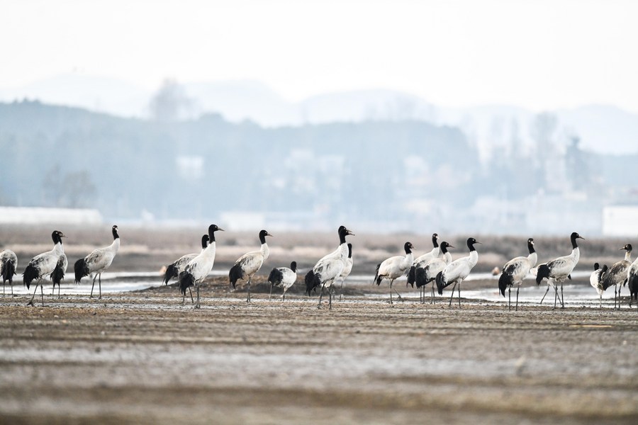 Chine : grues à cou noir au Guizhou