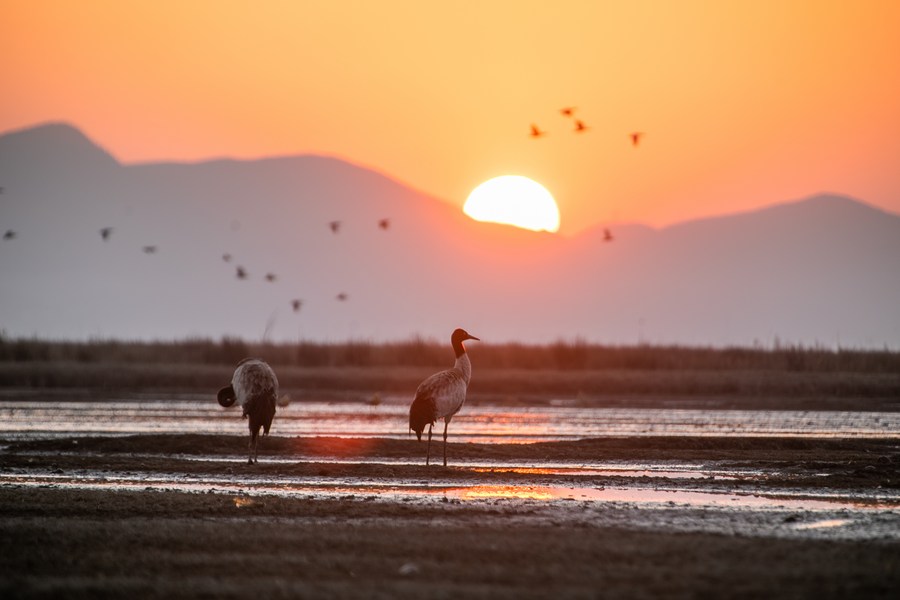 Chine : grues à cou noir au Guizhou