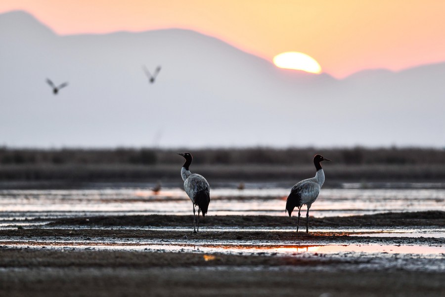 Chine : grues à cou noir au Guizhou