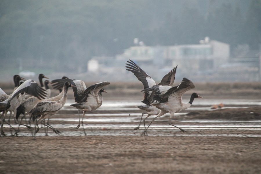 Chine : grues à cou noir au Guizhou