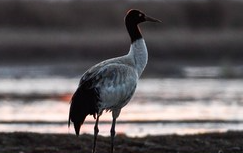 Chine : grues à cou noir au Guizhou