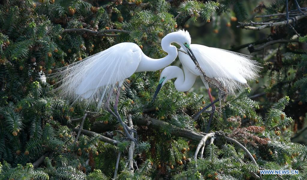 Chine: aigrettes dans le parc forestier de Xiangshan au Jiangxi