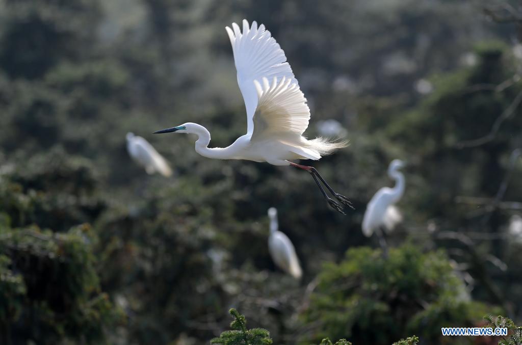 Chine: aigrettes dans le parc forestier de Xiangshan au Jiangxi