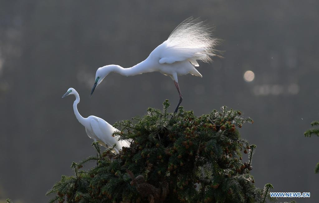 Chine: aigrettes dans le parc forestier de Xiangshan au Jiangxi