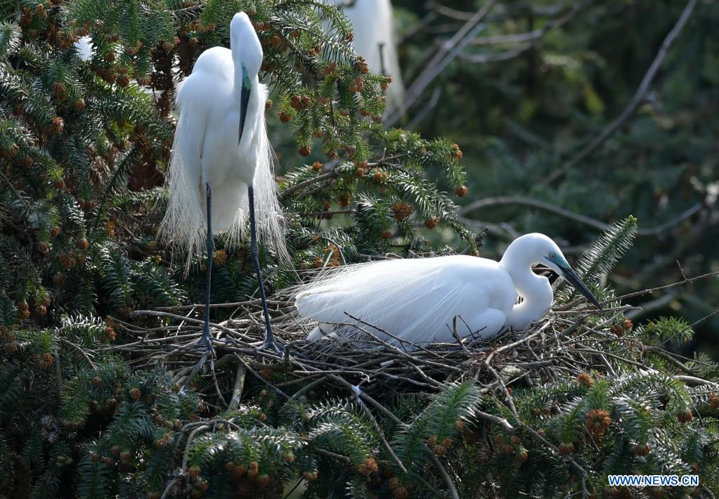 Chine: aigrettes dans le parc forestier de Xiangshan au Jiangxi