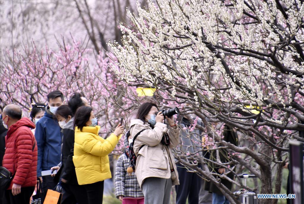 Chine : fleurs de printemps à Beijing