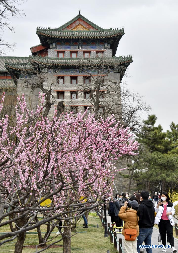 Chine : fleurs de printemps à Beijing