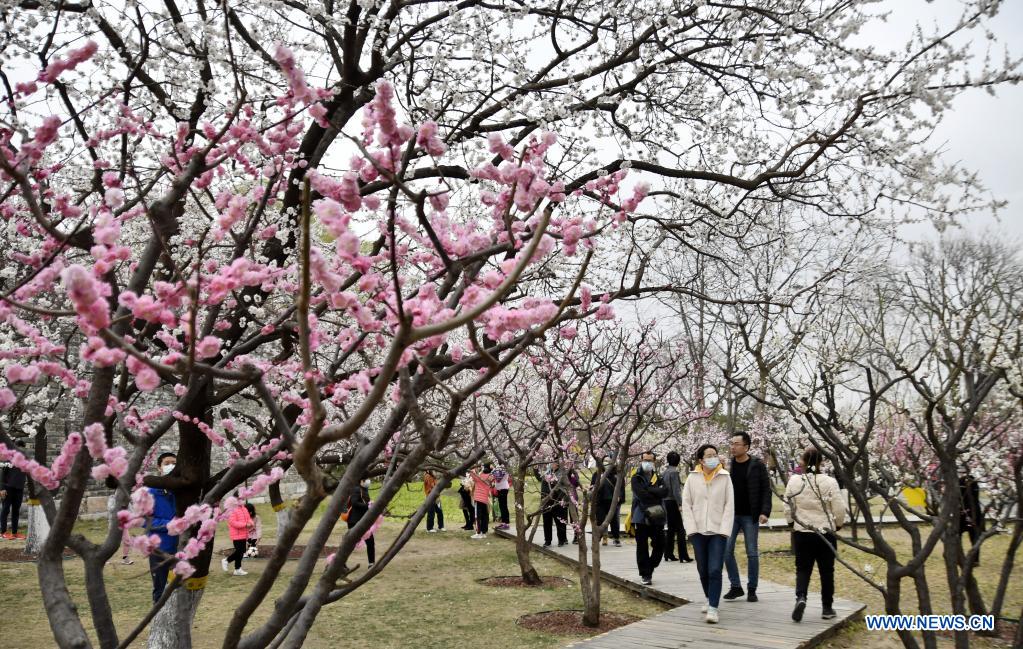 Chine : fleurs de printemps à Beijing