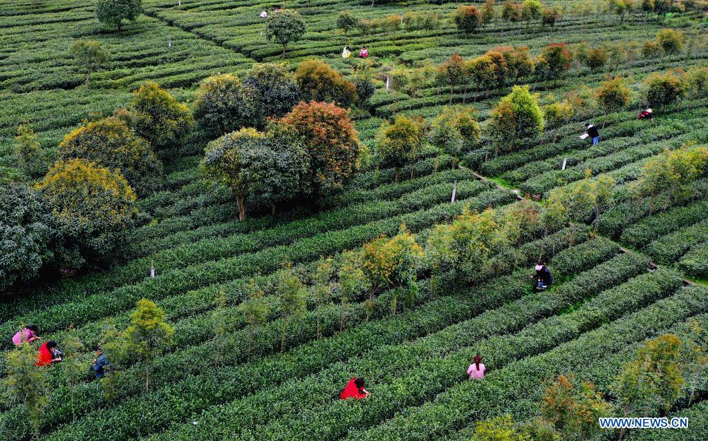 Chine: plantations de thé au Shaanxi