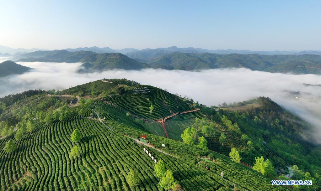 Chine: plantations de thé au Shaanxi