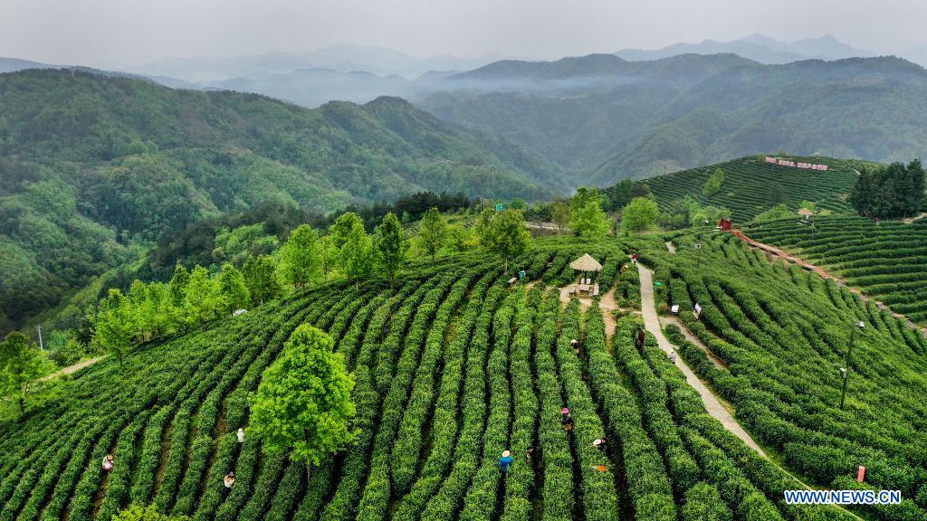 Chine: plantations de thé au Shaanxi