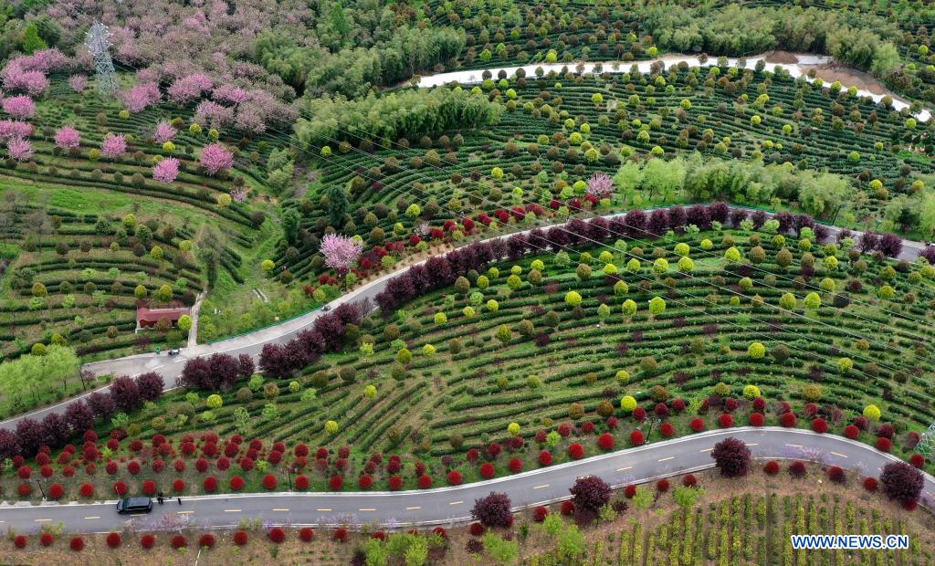 Chine: plantations de thé au Shaanxi