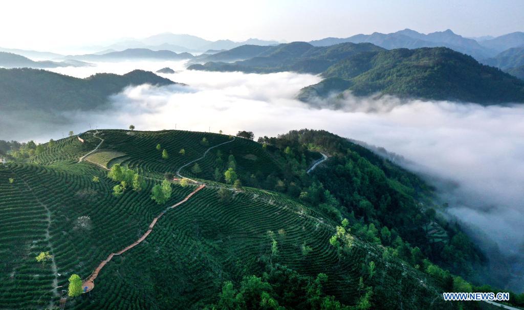 Chine: plantations de thé au Shaanxi