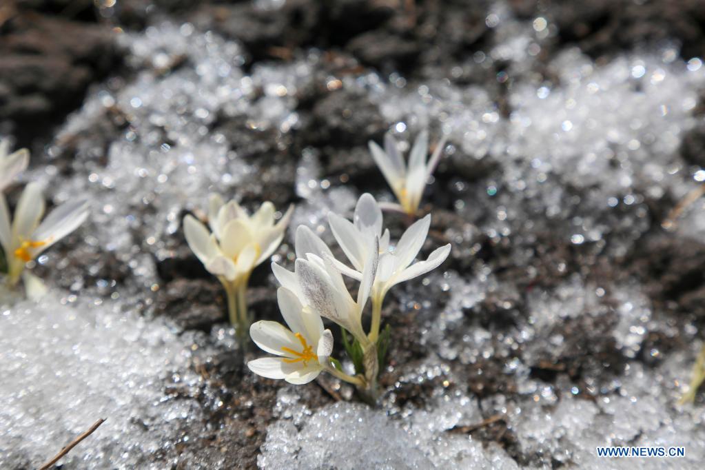 Chine : des fleurs de gagée au Xinjiang