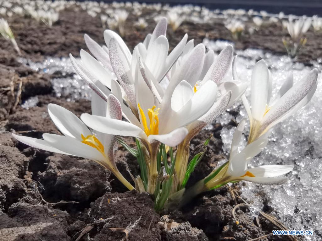 Chine : des fleurs de gagée au Xinjiang