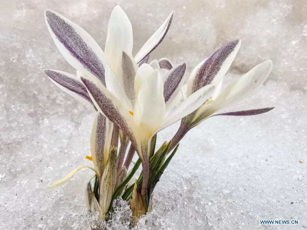 Chine : des fleurs de gagée au Xinjiang