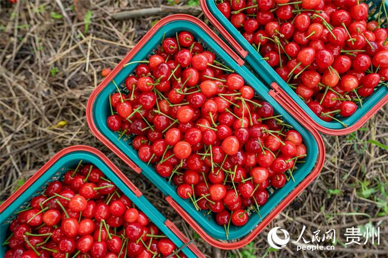 Guizhou : les cerises sont rouges et la vie est douce