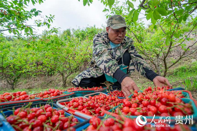 Guizhou : les cerises sont rouges et la vie est douce