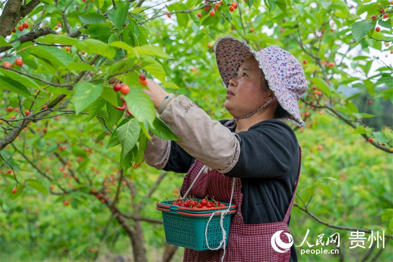 Guizhou : les cerises sont rouges et la vie est douce