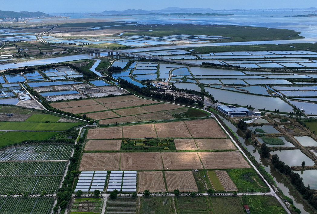 Récolte du riz dans le sud-est de la Chine