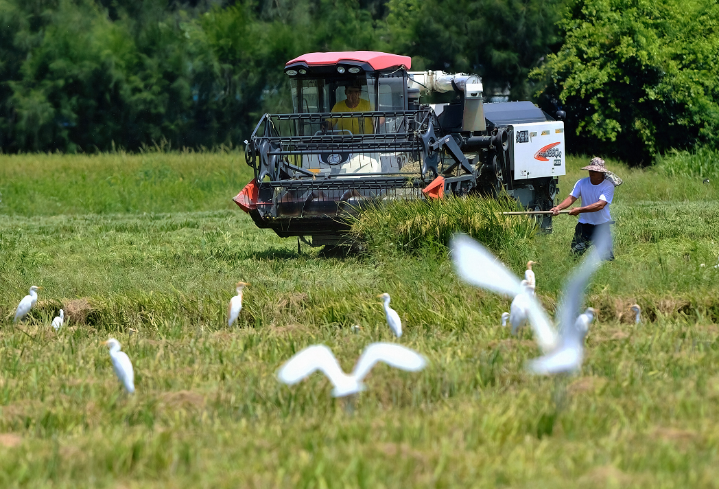 Récolte du riz dans le sud-est de la Chine