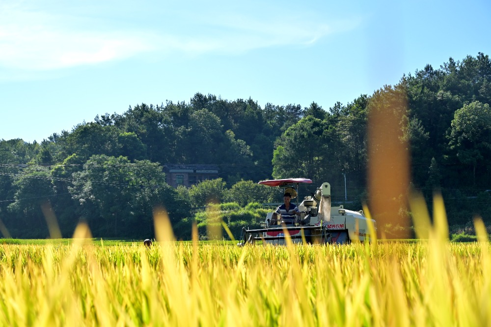 Chine : récolte du riz au Hunan