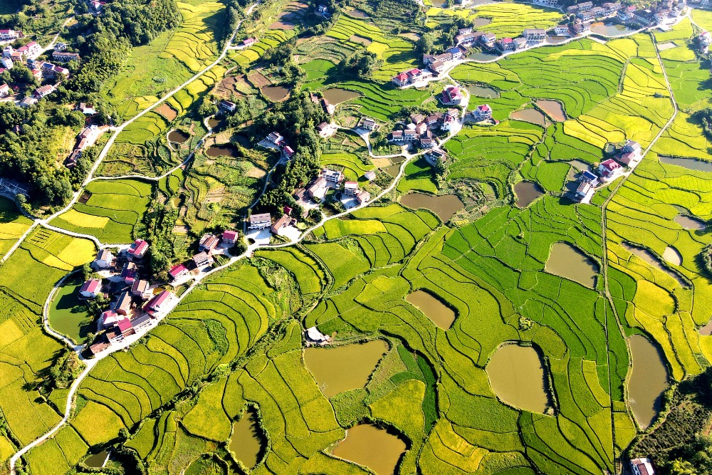 Chine : récolte du riz au Hunan