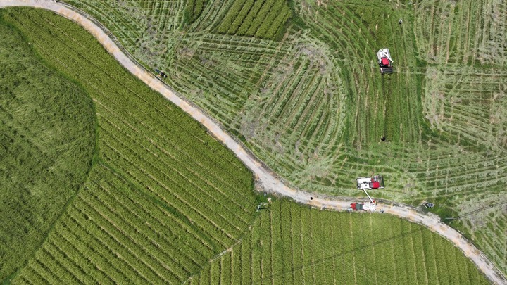 Récolte des semences de riz hybride dans le sud-ouest de la Chine