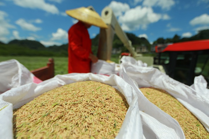 Récolte des semences de riz hybride dans le sud-ouest de la Chine