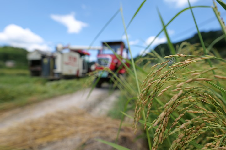 Récolte des semences de riz hybride dans le sud-ouest de la Chine