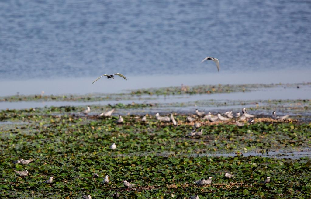 Oiseaux migrateurs dans le centre de la Chine