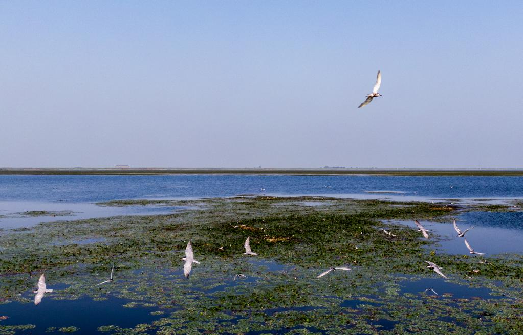 Oiseaux migrateurs dans le centre de la Chine