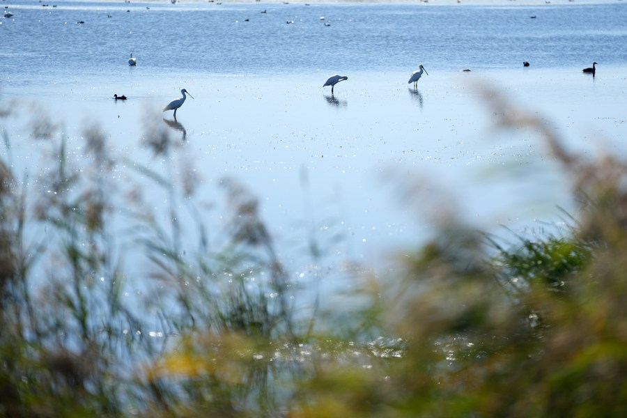 Chine : parc national de la zone humide de Fujin au Heilongjiang