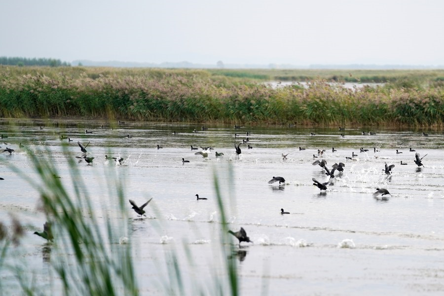 Chine : parc national de la zone humide de Fujin au Heilongjiang