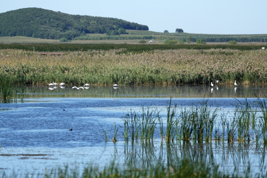 Chine : parc national de la zone humide de Fujin au Heilongjiang