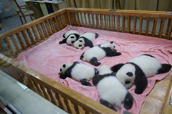 Chine : réouverture de la base de recherche sur l'élevage des pandas géants de Chengdu