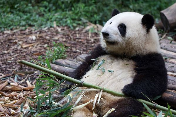 Chine : réouverture de la base de recherche sur l'élevage des pandas géants de Chengdu