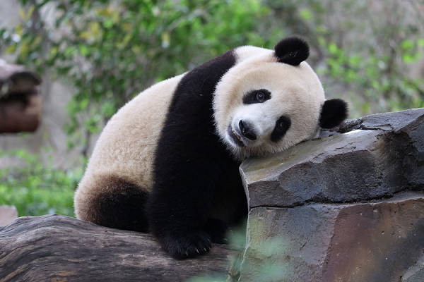 Chine : réouverture de la base de recherche sur l'élevage des pandas géants de Chengdu