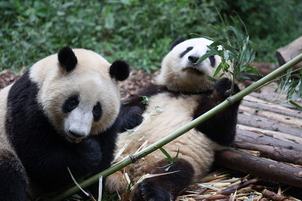 Chine : réouverture de la base de recherche sur l'élevage des pandas géants de Chengdu