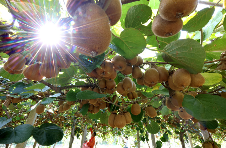 La Chine célèbre le festival des récoltes des agriculteurs