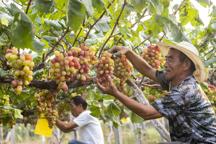 La Chine célèbre le festival des récoltes des agriculteurs