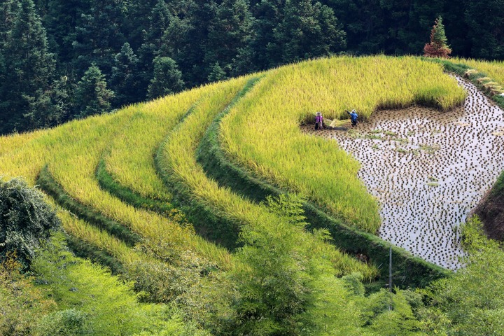 La Chine célèbre le festival des récoltes des agriculteurs