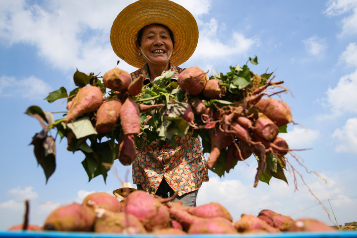 La Chine célèbre le festival des récoltes des agriculteurs