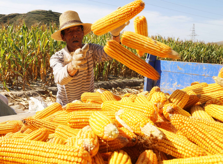 La Chine célèbre le festival des récoltes des agriculteurs