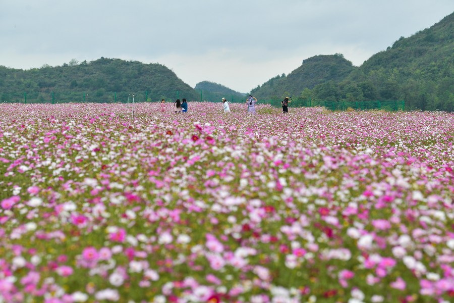 Chine : la culture des fleurs à Guiyang