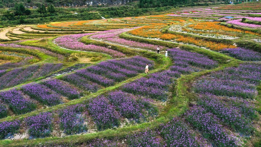 Chine : la culture des fleurs à Guiyang