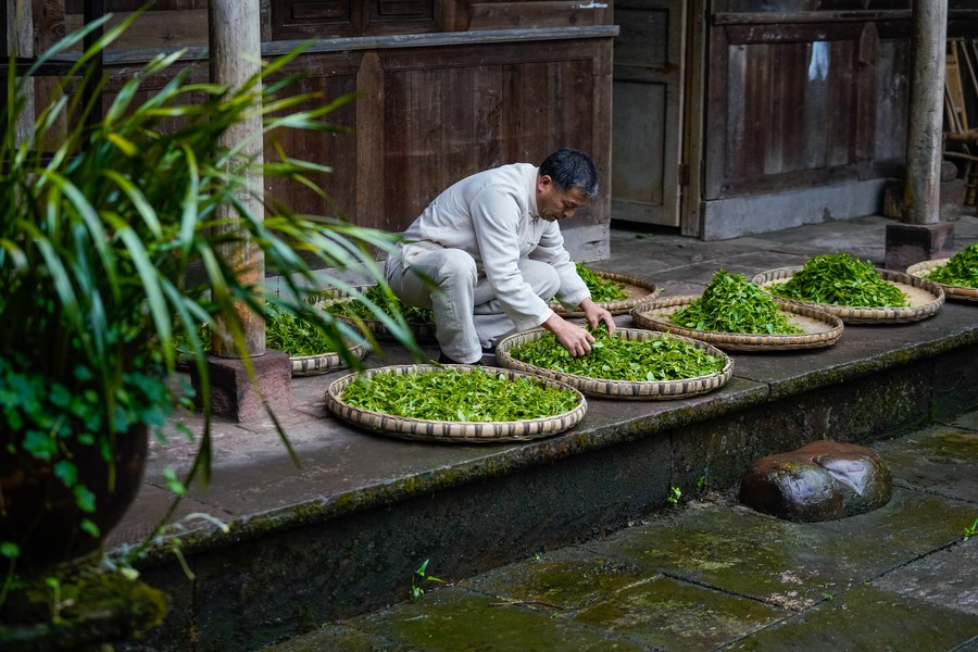 Chine : héritier du savoir-faire de la fabrication de thé du Sichuan