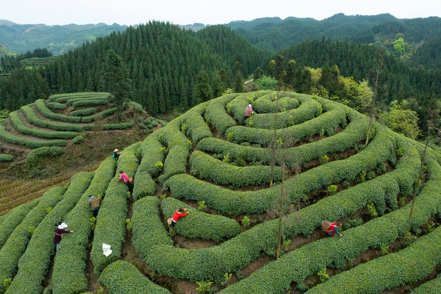 Chine : héritier du savoir-faire de la fabrication de thé du Sichuan