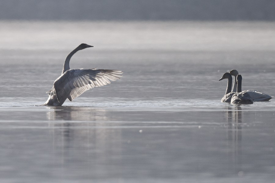 Chine : cygnes au Qinghai